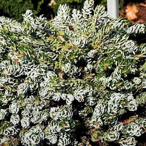 Zwerg-Korea-Tanne 'Kohout's Icebreaker' (Abies koreana)