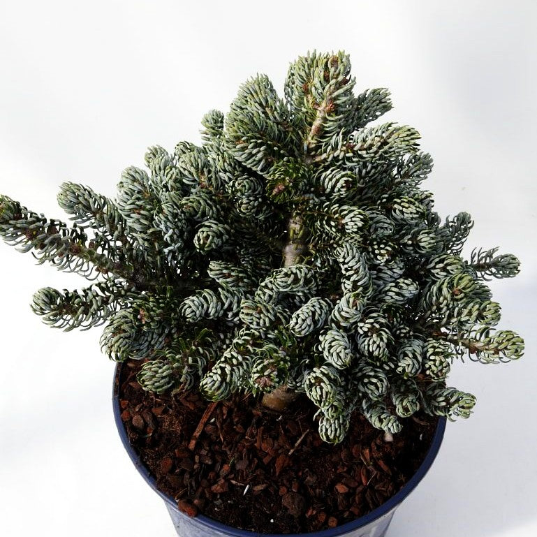 Zwerg-Korea-Tanne 'Kohout's Icebreaker' (Abies koreana)
