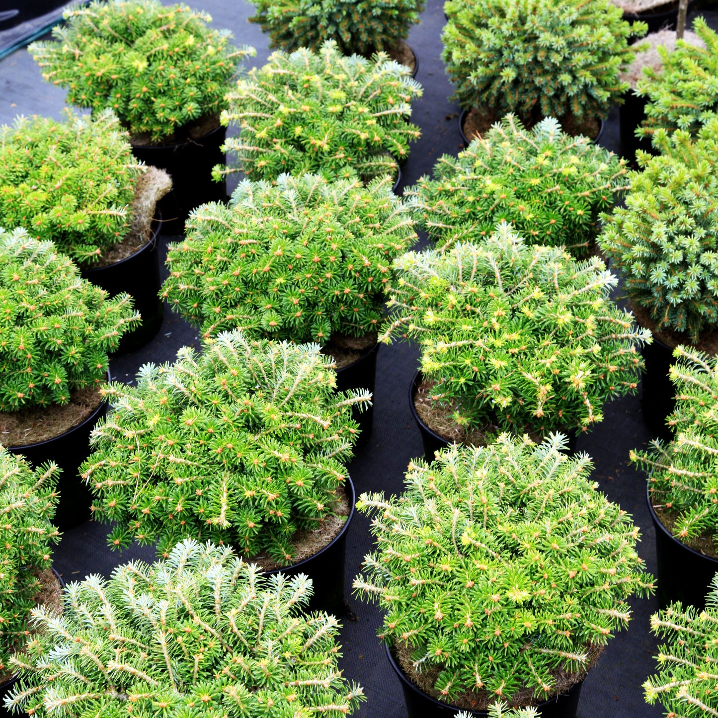 Zwerg-Korea-Tanne 'Nadelkissen' (Abies koreana)