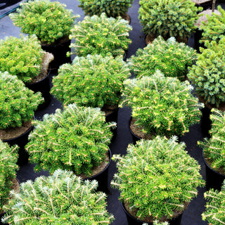 Zwerg-Korea-Tanne 'Nadelkissen' (Abies koreana)