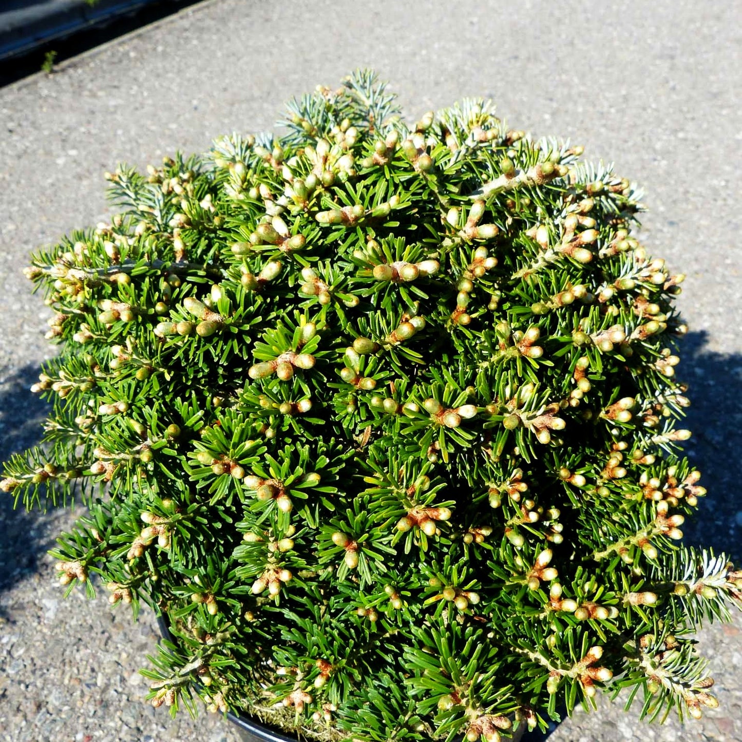 Zwerg-Korea-Tanne 'Nadelkissen' (Abies koreana)
