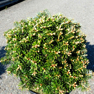 Zwerg-Korea-Tanne 'Nadelkissen' (Abies koreana)