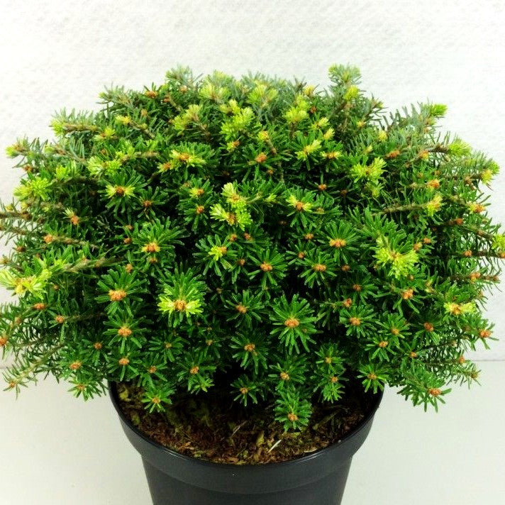 Zwerg-Korea-Tanne 'Nadelkissen' (Abies koreana)