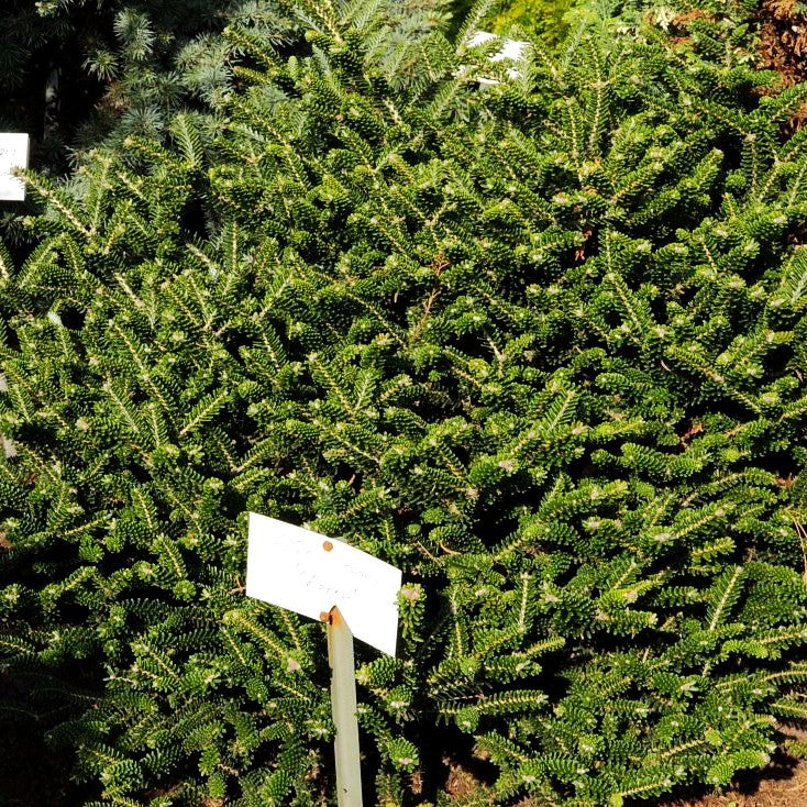 Zwerg-Korea-Tanne 'Oberon' (Abies koreana)