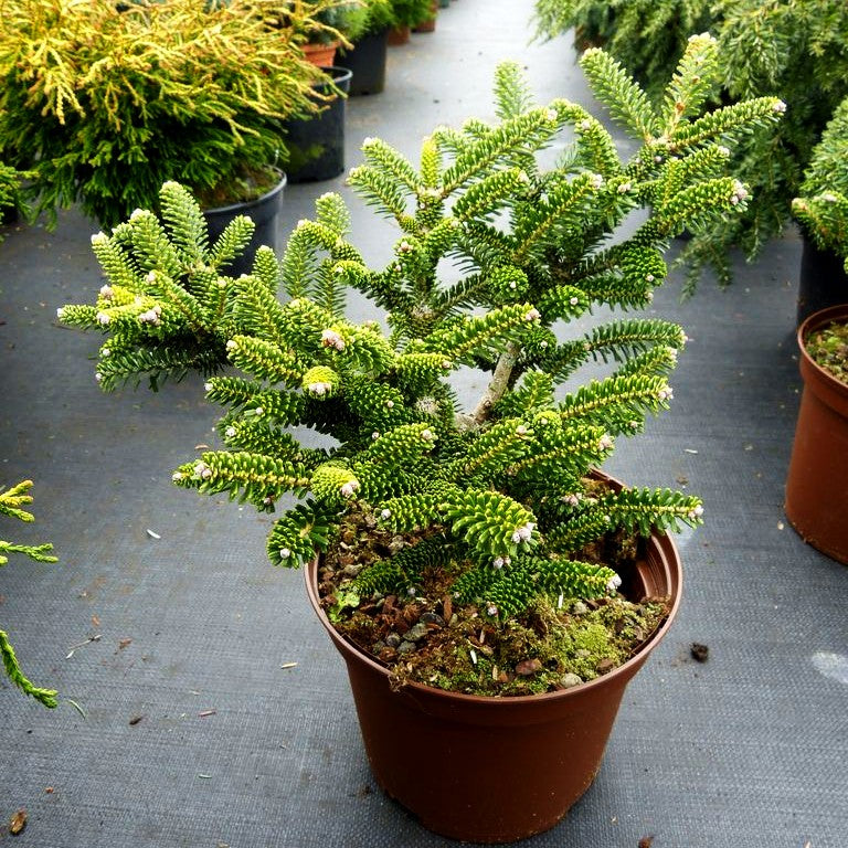 Zwerg-Korea-Tanne 'Oberon' (Abies koreana)