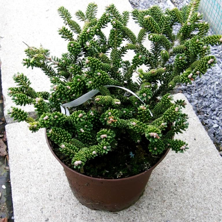 Zwerg-Korea-Tanne 'Oberon' (Abies koreana)