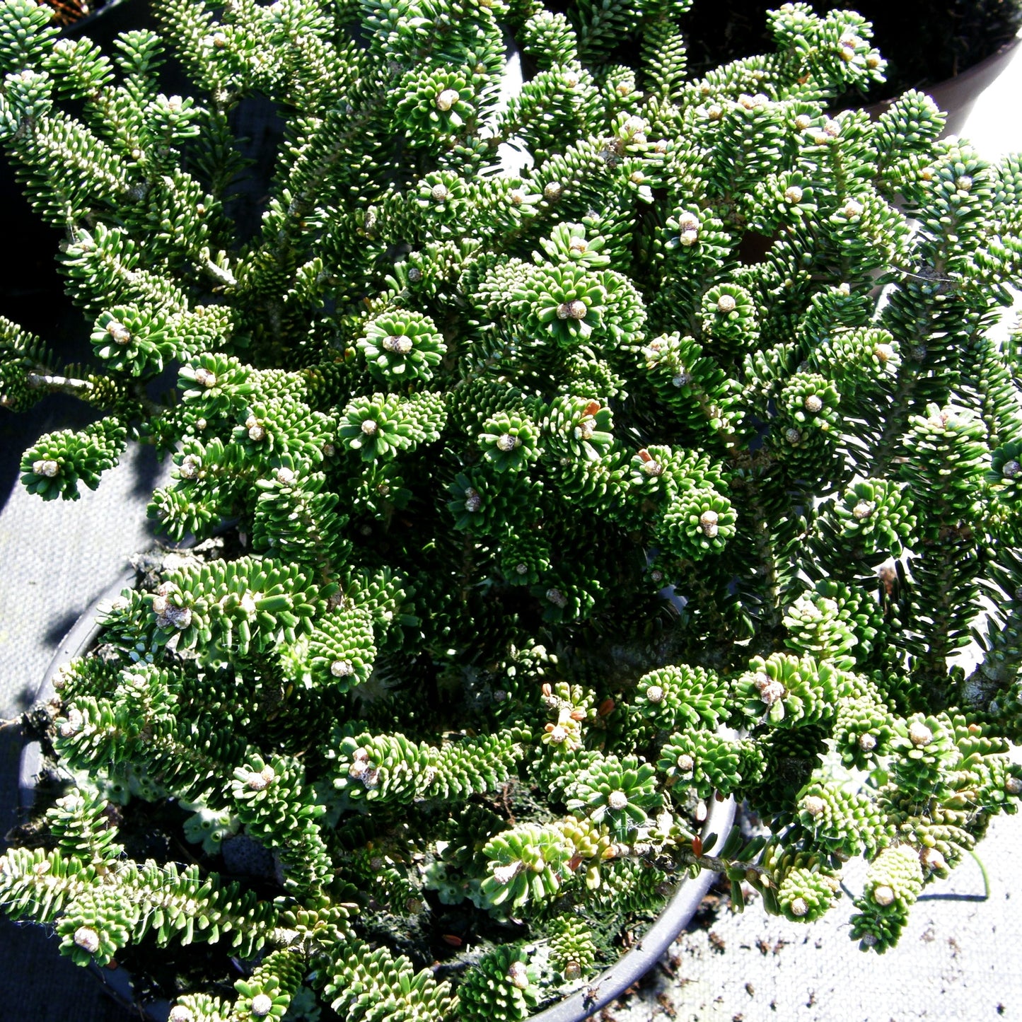 Zwerg-Korea-Tanne 'Oberon' (Abies koreana)