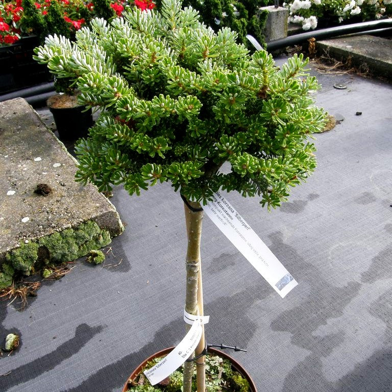 Zwerg-Korea-Tanne 'Silberperl' (Abies koreana)