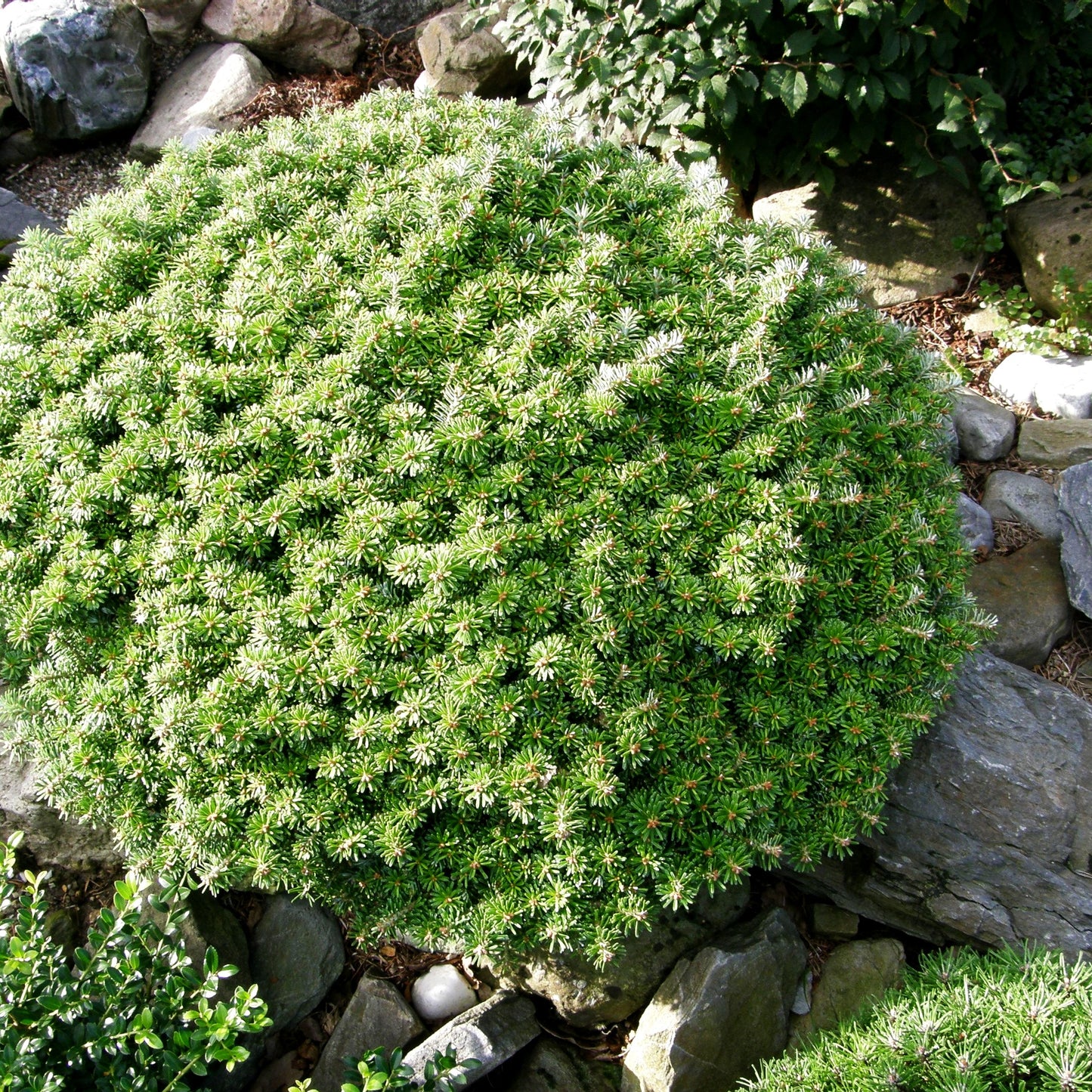 Zwerg-Korea-Tanne 'Silberperl' (Abies koreana)