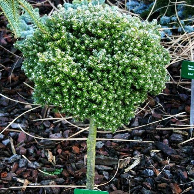 Zwerg-Korea-Tanne 'Silberperl' (Abies koreana)