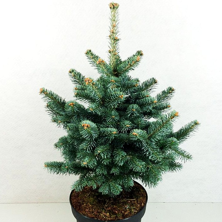 Zwerg-Kork-Tanne 'Compacta' (Abies lasiocarpa)