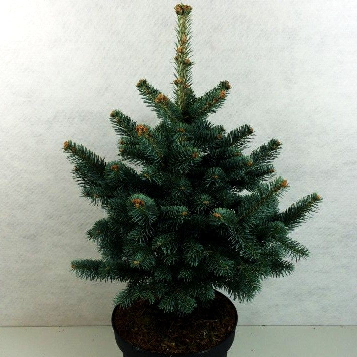 Zwerg-Kork-Tanne 'Compacta' (Abies lasiocarpa)