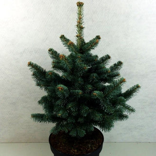 Zwerg-Kork-Tanne 'Compacta' (Abies lasiocarpa)