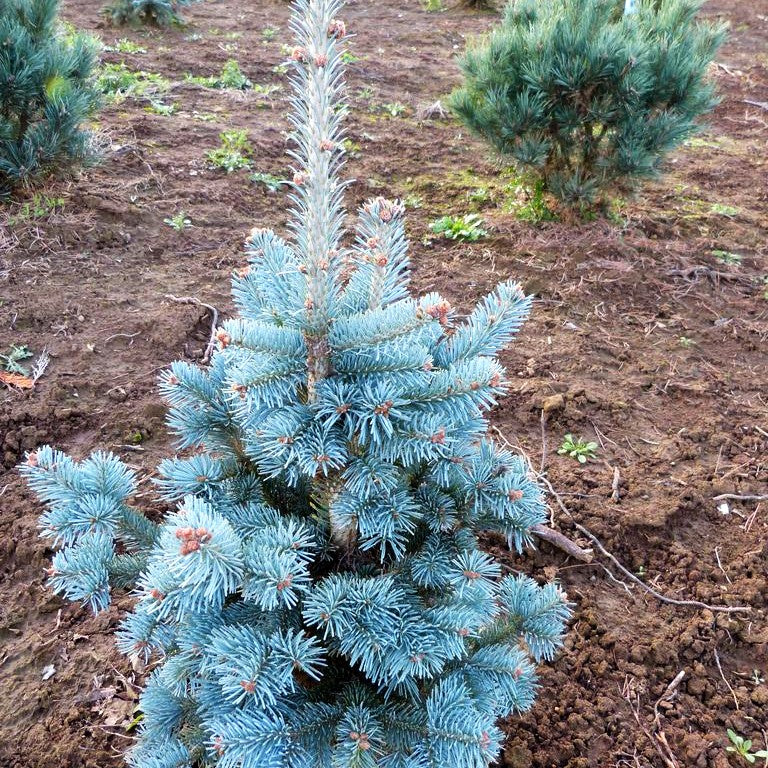 Zwerg-Kork-Tanne 'Compacta' (Abies lasiocarpa)