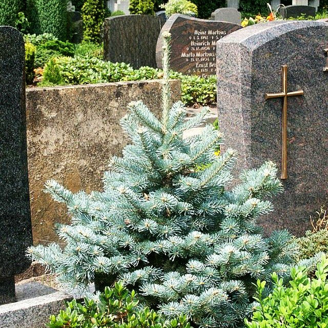 Zwerg-Kork-Tanne 'Compacta' (Abies lasiocarpa)