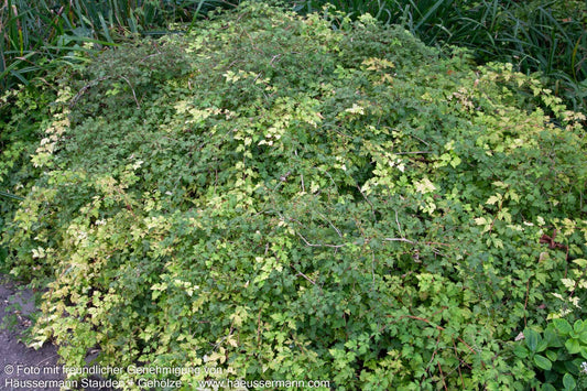 Zwerg-Kranzspiere 'Crispa' (Stephanandra incisa)