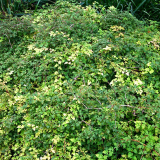 Zwerg-Kranzspiere 'Crispa' (Stephanandra incisa)