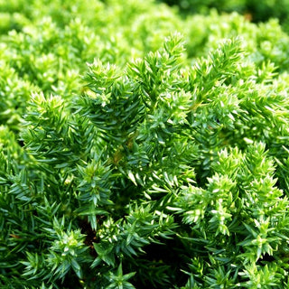 Zwerg-Kriech-Wacholder 'Nana' (Juniperus procumbens)
