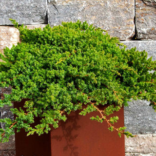 Zwerg-Kriech-Wacholder 'Nana' (Juniperus procumbens)