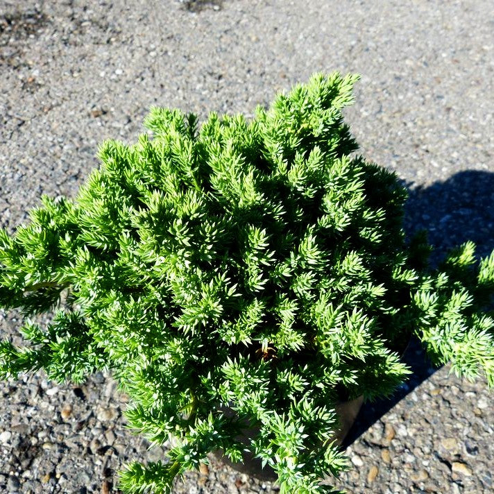 Zwerg-Kriech-Wacholder 'Nana' (Juniperus procumbens)