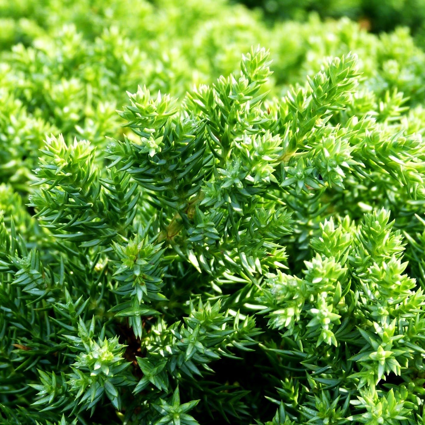 Zwerg-Kriech-Wacholder 'Nana' (Juniperus procumbens)