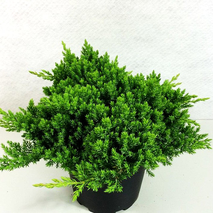 Zwerg-Kriech-Wacholder 'Nana' (Juniperus procumbens)