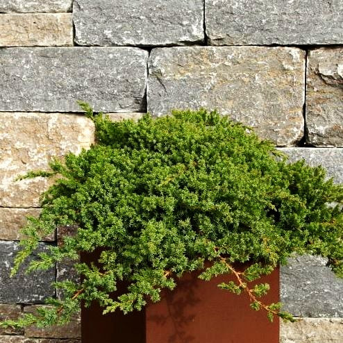 Zwerg-Kriech-Wacholder 'Nana' (Juniperus procumbens)