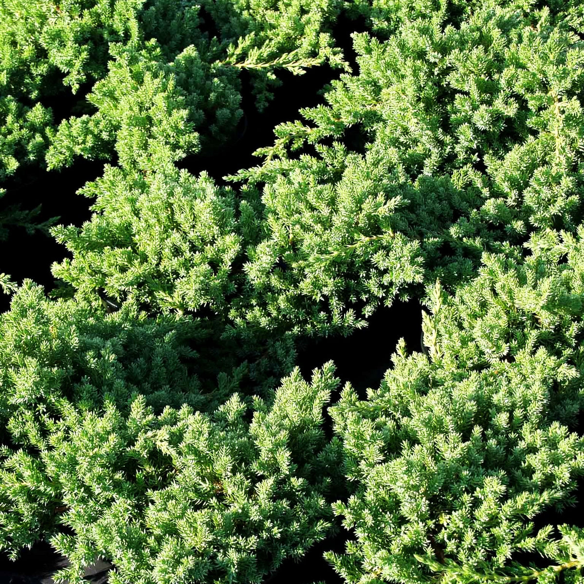 Zwerg-Kriech-Wacholder 'Nana' (Juniperus procumbens)