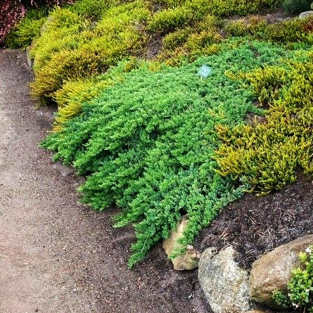 Zwerg-Kriech-Wacholder 'Nana' (Juniperus procumbens)