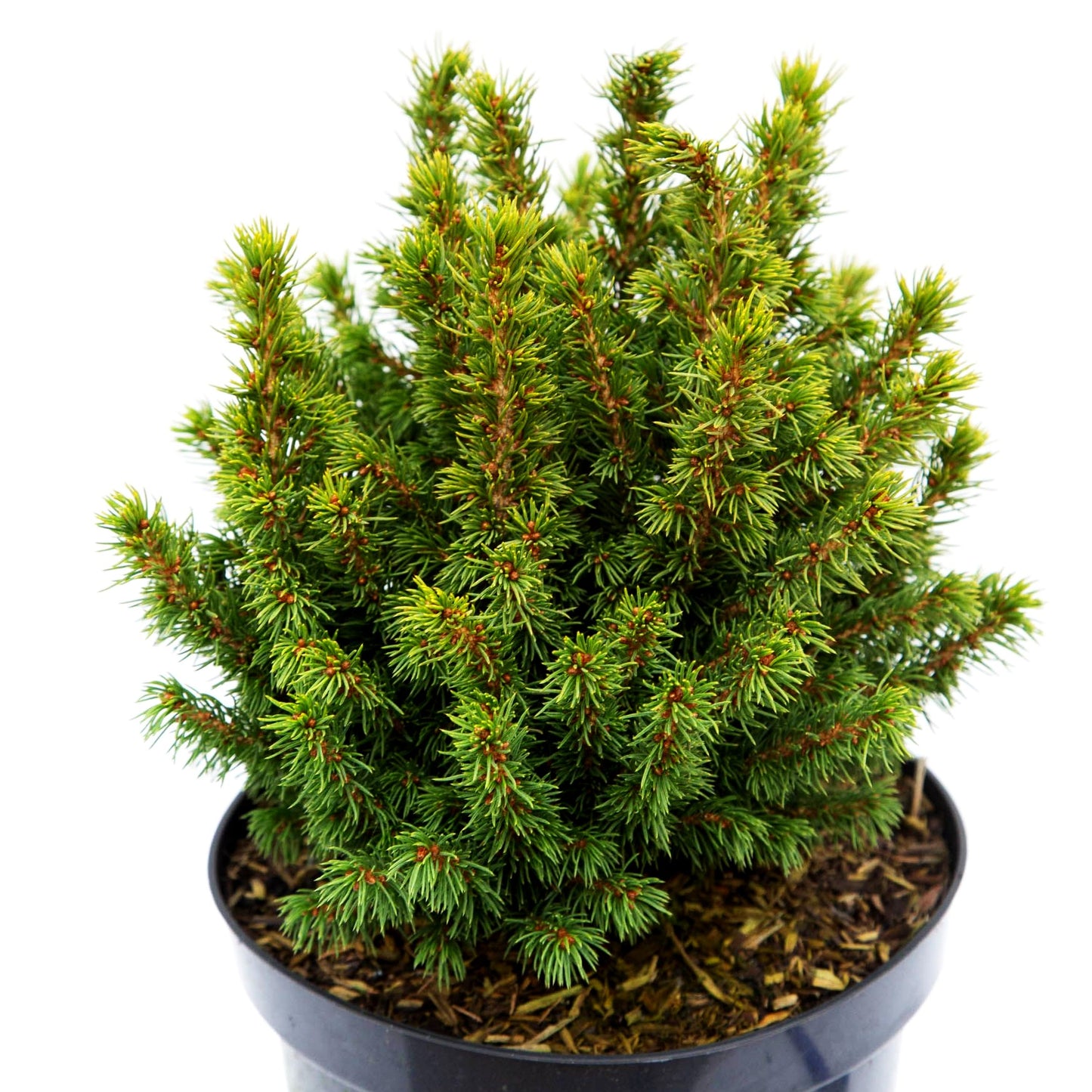 Zwerg-Kugel-Fichte 'Alberta Globe' (Picea glauca)