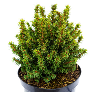 Zwerg-Kugel-Fichte 'Alberta Globe' (Picea glauca)