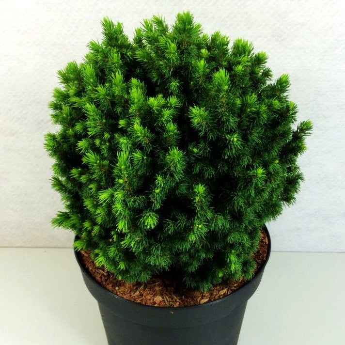 Zwerg-Kugel-Fichte 'Alberta Globe' (Picea glauca)