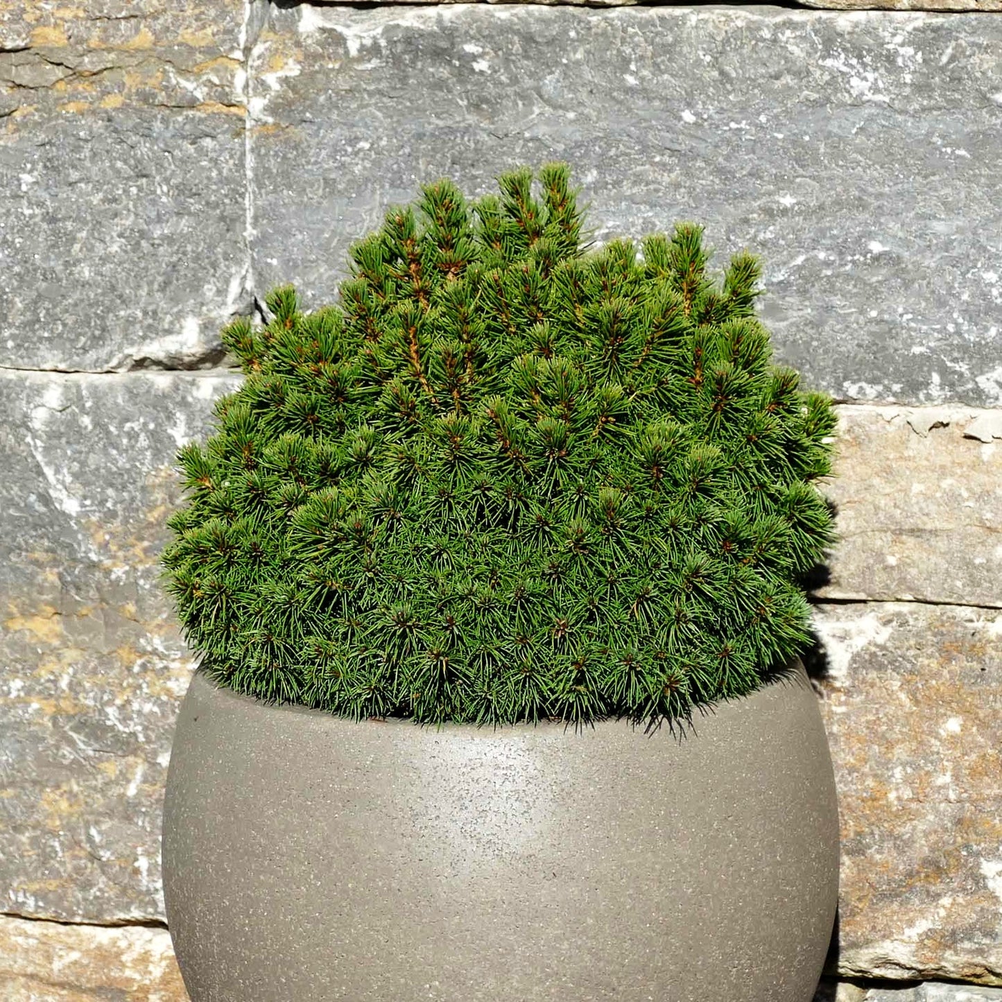 Zwerg-Kugel-Fichte 'Alberta Globe' (Picea glauca)
