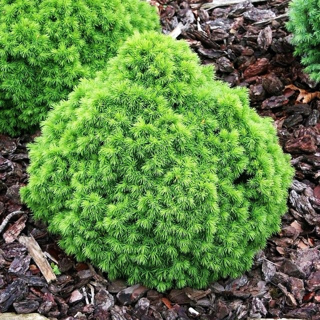 Zwerg-Kugel-Fichte 'Alberta Globe' (Picea glauca)