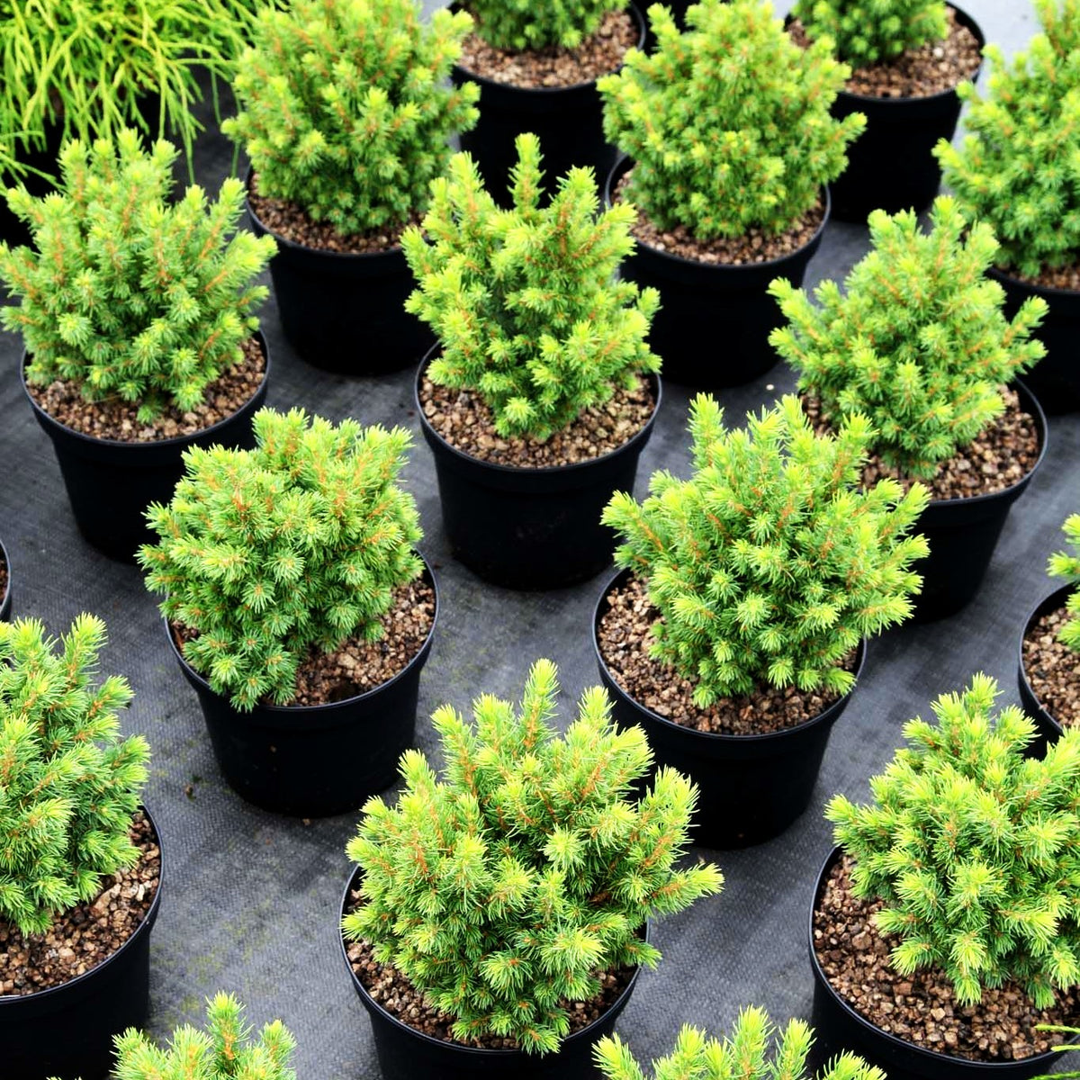 Zwerg-Kugel-Fichte 'Alberta Globe' (Picea glauca)