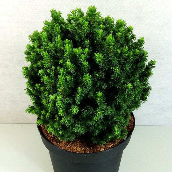 Zwerg-Kugel-Fichte 'Alberta Globe' (Picea glauca)