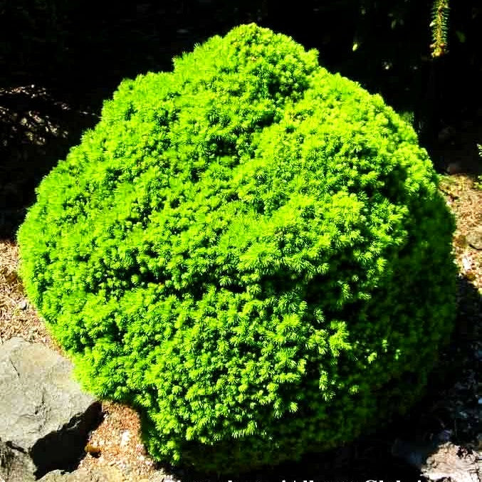 Zwerg-Kugel-Fichte 'Alberta Globe' (Picea glauca)