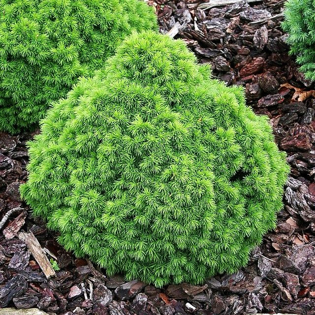 Zwerg-Kugel-Fichte 'Alberta Globe' (Picea glauca)