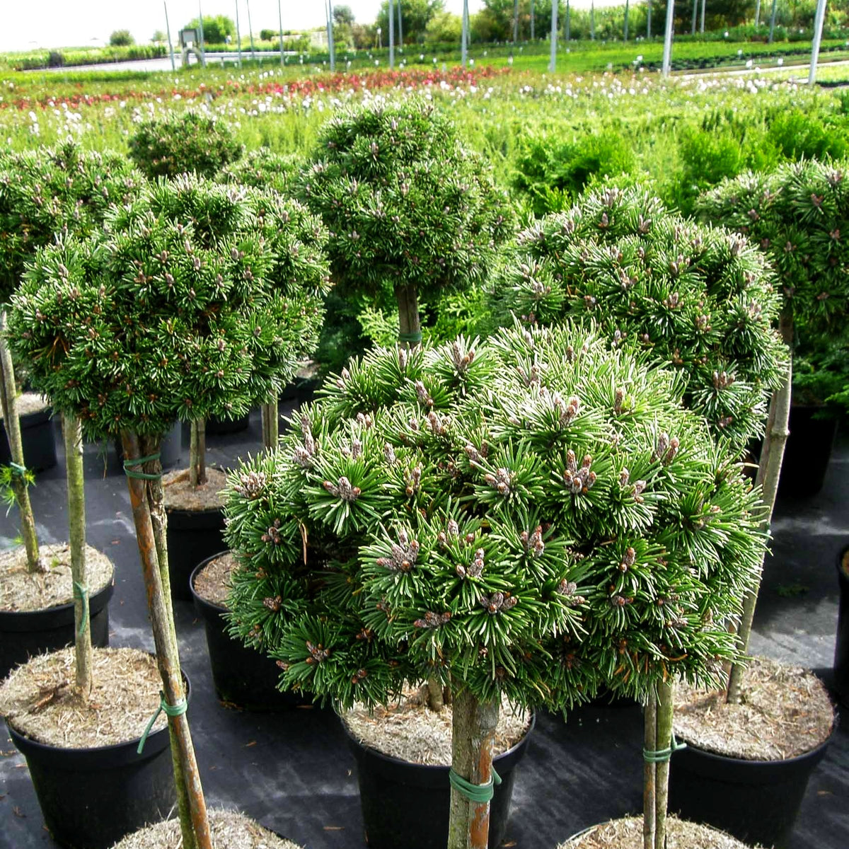 Zwerg-Kugel-Kiefer 'Mini Mops' (Pinus mugo)