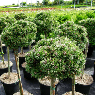 Zwerg-Kugel-Kiefer 'Mini Mops' (Pinus mugo)