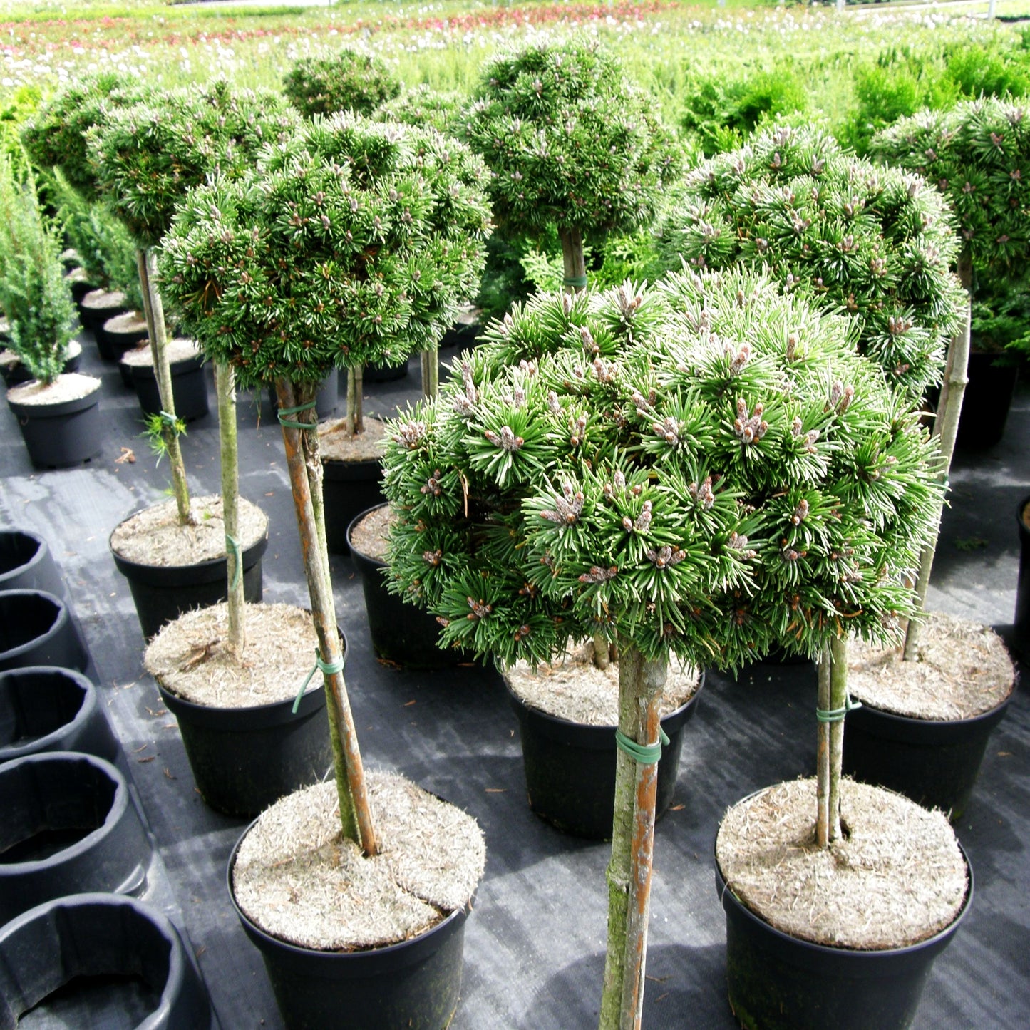Zwerg-Kugel-Kiefer 'Mini Mops' (Pinus mugo)