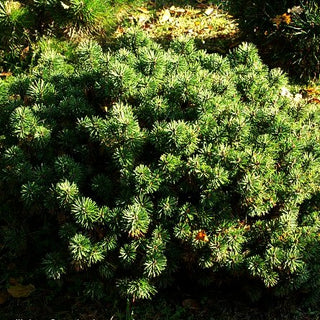Zwerg-Kugel-Kiefer 'Mops Midget' (Pinus mugo)