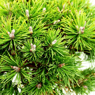 Zwerg-Kugel-Kiefer 'Mops Midget' (Pinus mugo)