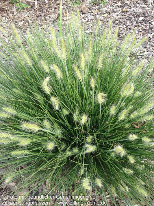 Zwerg-Lampenputzergras 'Little Bunny' (Pennisetum alopecuroides)