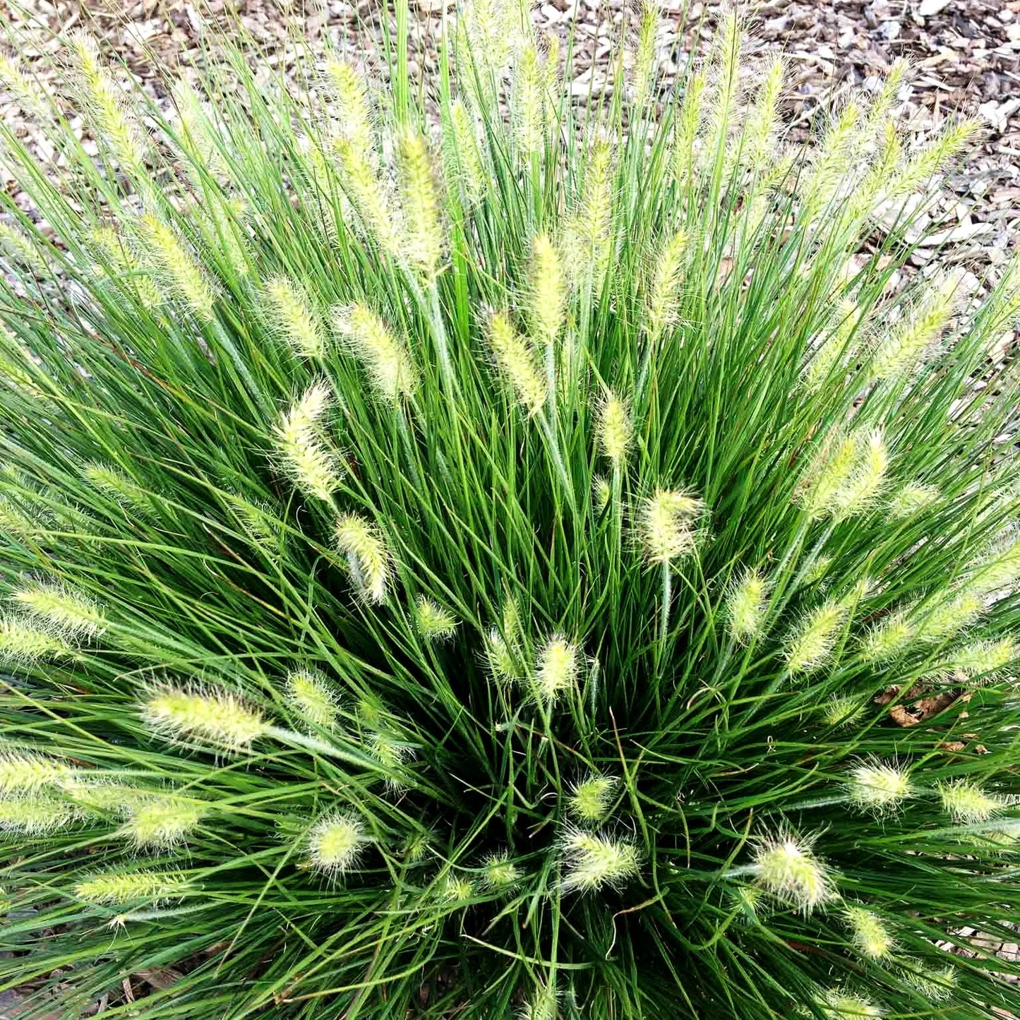 Zwerg-Lampenputzergras 'Little Bunny' (Pennisetum alopecuroides)