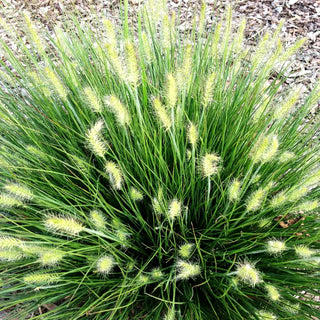 Zwerg-Lampenputzergras 'Little Bunny' (Pennisetum alopecuroides)
