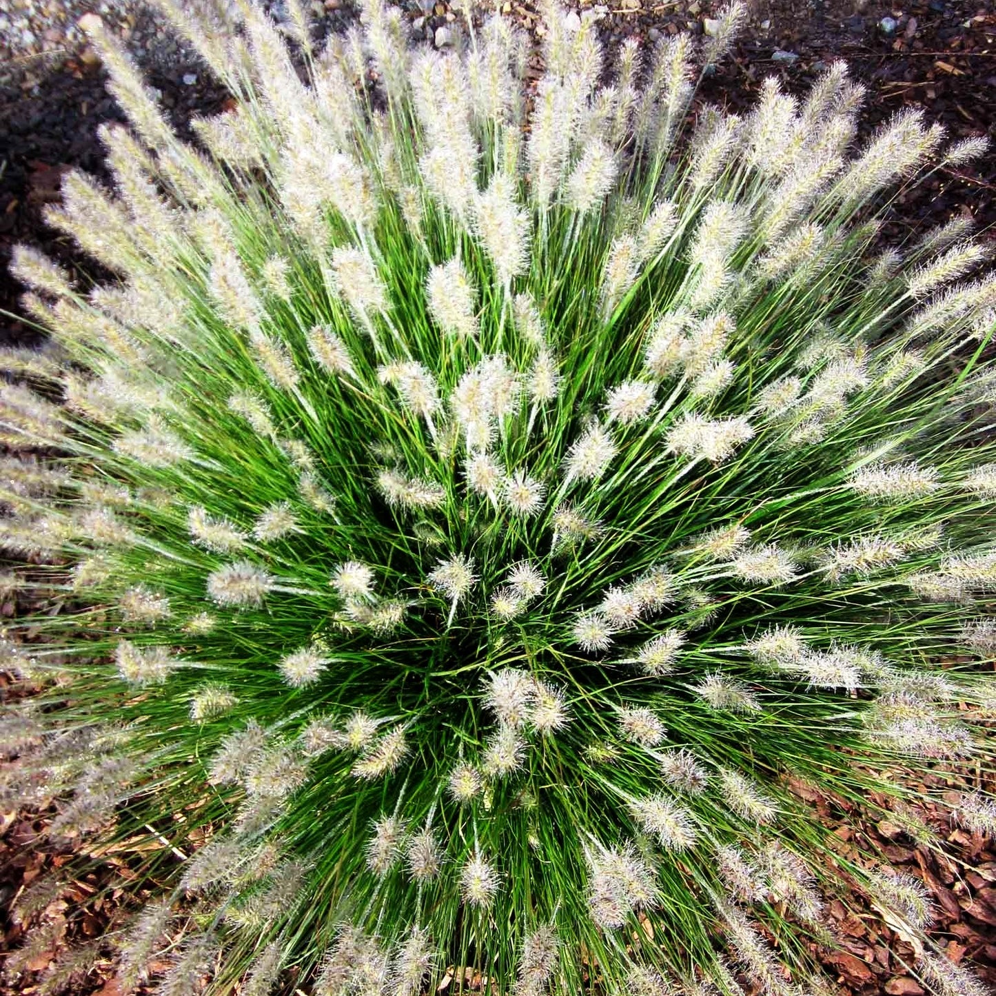 Zwerg-Lampenputzergras 'Little Bunny' (Pennisetum alopecuroides)