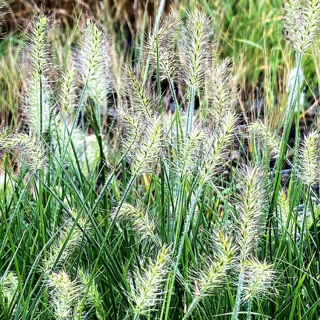 Zwerg-Lampenputzergras 'Little Bunny' (Pennisetum alopecuroides)