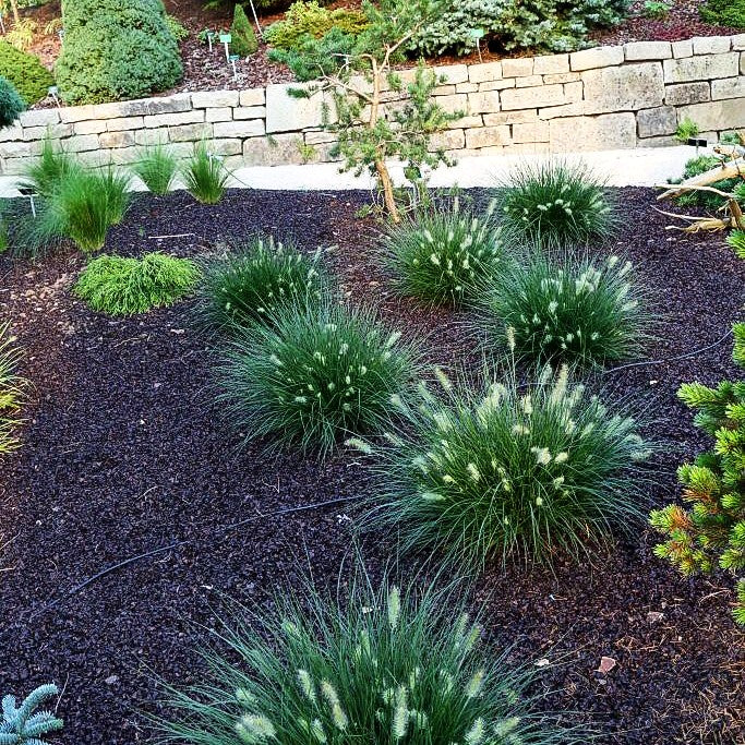 Zwerg-Lampenputzergras 'Little Bunny' (Pennisetum alopecuroides)