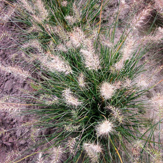 Zwerg-Lampenputzergras 'Little Honey' (Pennisetum alopecuroides)